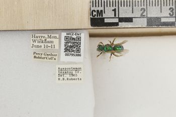 Media type: image;   Entomology 795386 Aspect: Labels
